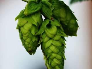 Clinical Effects of a Novel Hops Extract & Undenatured Collagen (THIAA and UC-II)