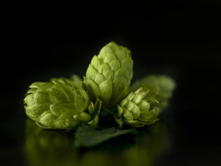 Protein-Rich Hops Matrix Enhances Bioavailability of Xanthohumol: Clinical Study