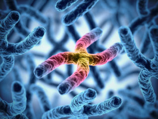 Diet Influences Telomere Shortening: Eating Your Way to the Fountain of Youth?