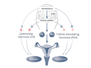 Infographic: Hormone Function and Estrogen Dysregulation