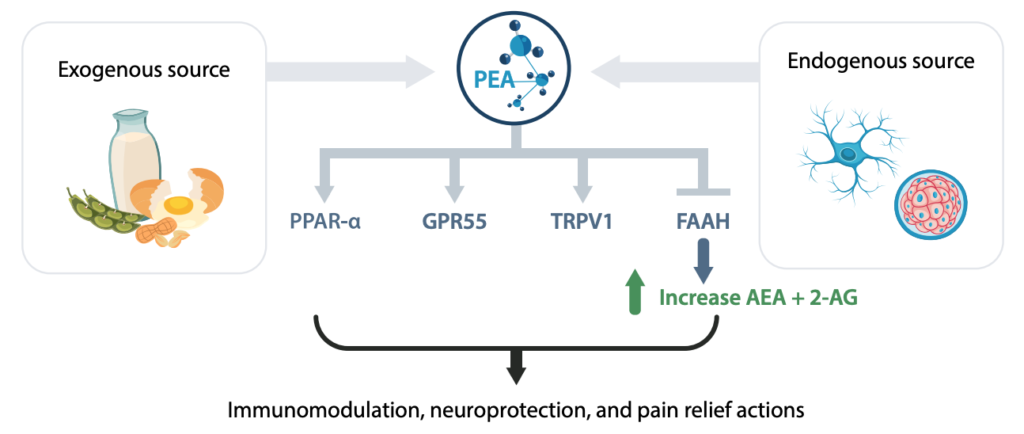 Endocannabinoid System (ECS) Palmitoylethanolamide (PEA)