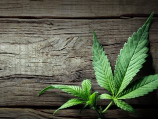 Everyday Toxicity, Health, and CBD