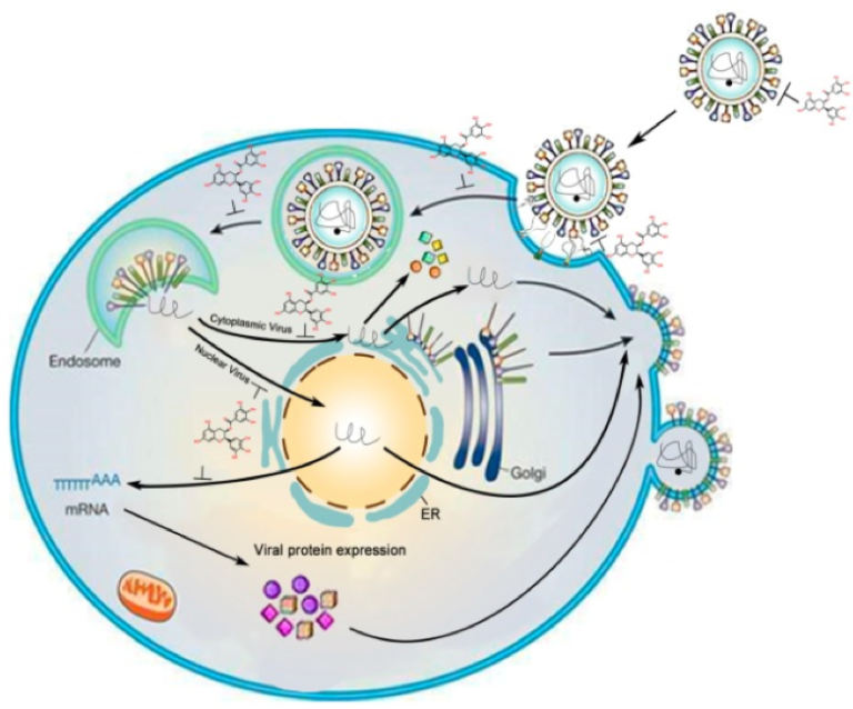 Antiviral and AntiInflammatory Effects of Green Tea Extract