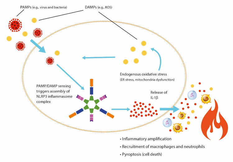 Zinc Is Essential for Immune Functions Metagenics Institute