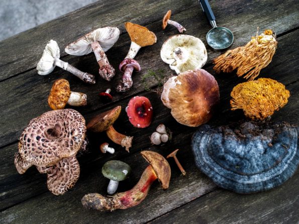 6 Medicinal Mushrooms and Their Immunomodulatory Properties