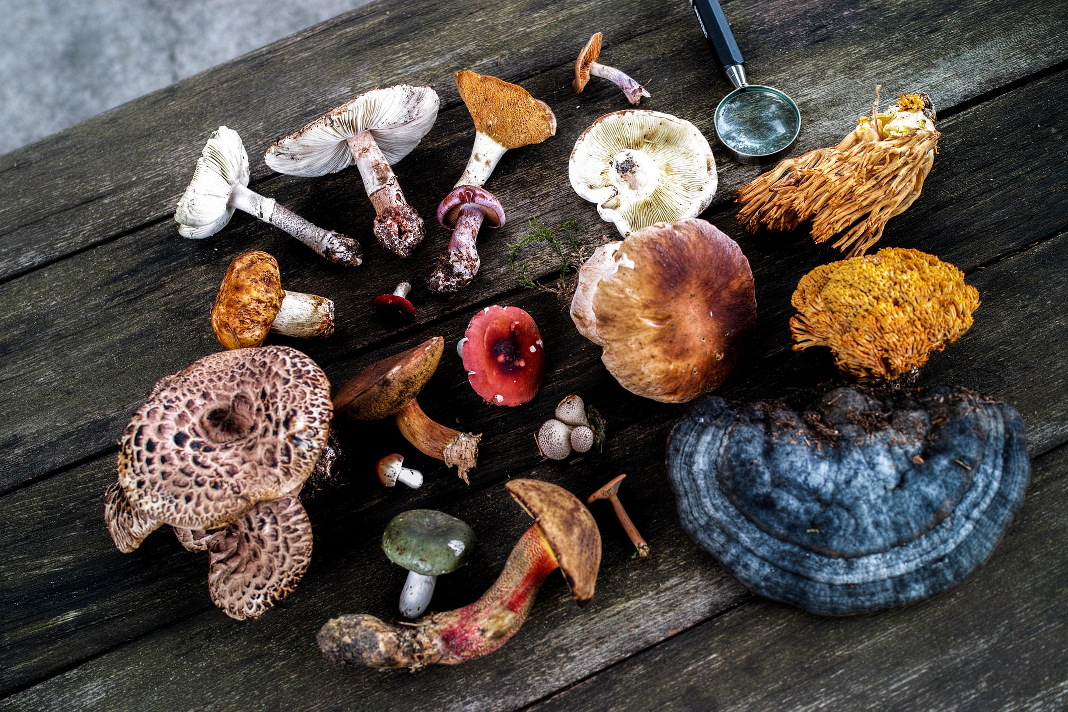 Medicinal Mushrooms and Their Immunomodulatory Properties | Metagenics  Institute