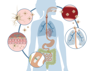 Science Review: (Bacterial Vaginosis) Lactobacilli Strains and their Effect on Women’s Urogenital Health