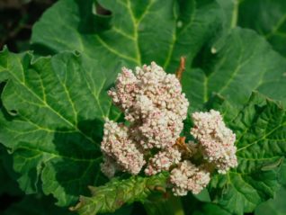 Siberian Rhubarb Extract (ERr 731®) Relieves Hot Flush Symptoms in Animals