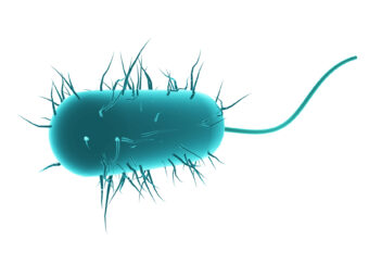 Akkermansia muciniphila: Your Next-Generation Bacteria for Metabolic Health