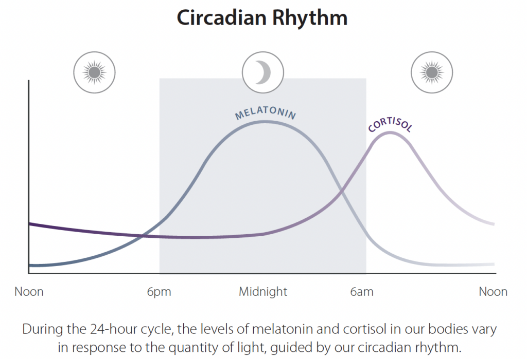 Body Clock (Circadian Rhythm)