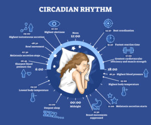 circadian rhythm