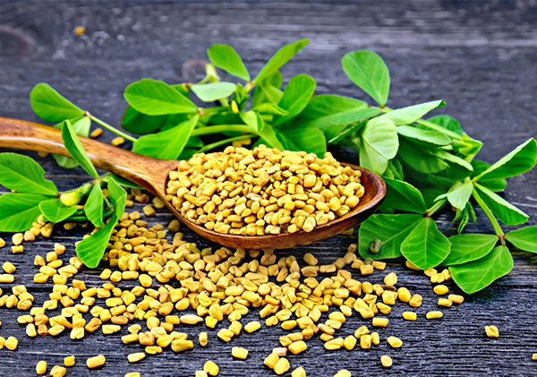 Fenugreek