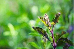 Holy Basil (Ocimum tenuiflorum) supporting stress relief and nighttime hormonal renewal